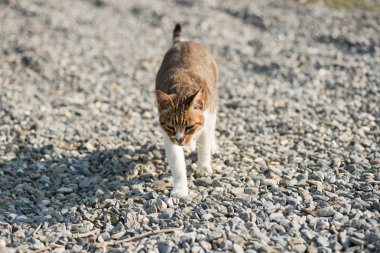 Dış yerli kedi yürüyüş
