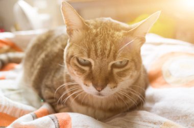 mutsuz şişman tekir kedi bak