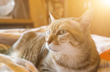 Tekir şişman kedi evde yatakta yatarken