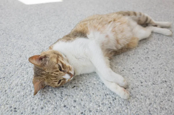 地上では国内猫の睡眠 — ストック写真