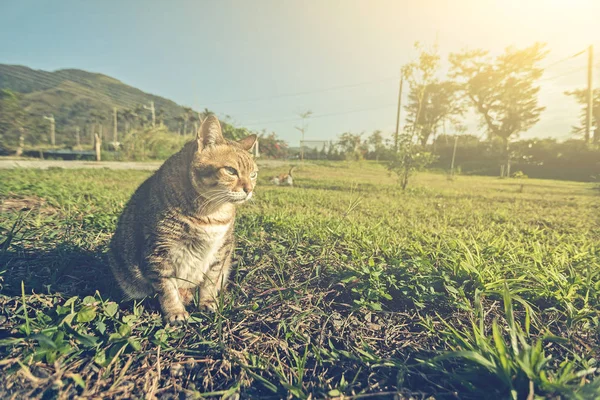 Gammal Katt Gräsmark — Stockfoto