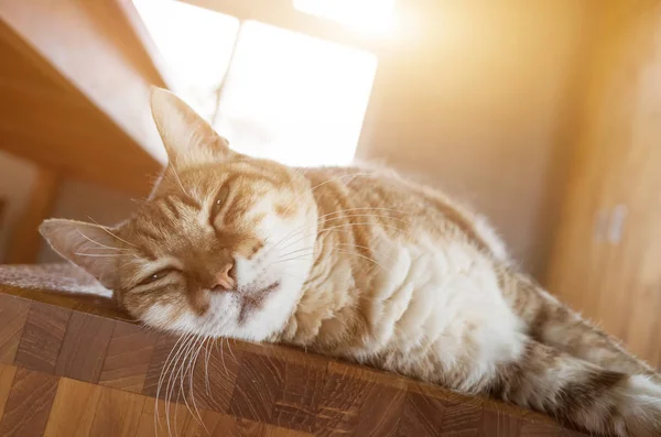 Ленивая Кошка Спит Стуле Дома — стоковое фото