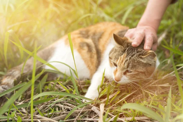 Kvinna Röra Katt Naturen — Stockfoto