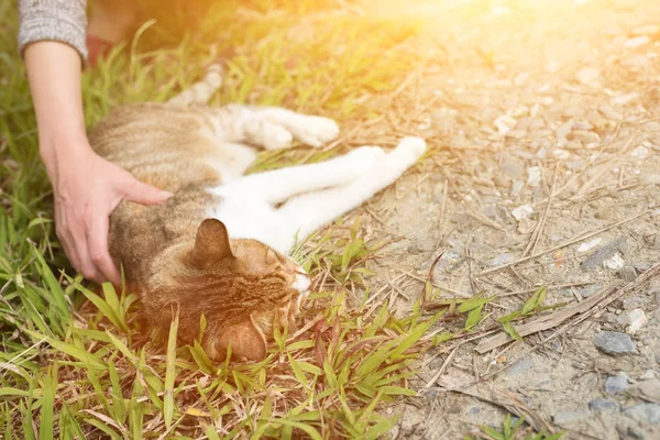 woman touch a cat in the outdoor