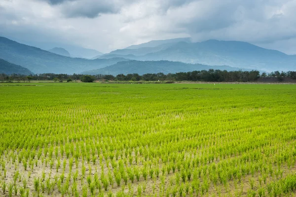 Venkovská Krajina Zelených Rýžových Hospodářství — Stock fotografie