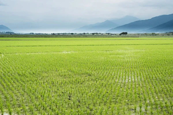 Paisaje Rural Granja Arroz Verde —  Fotos de Stock