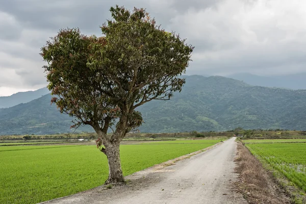 道路のそばの木と田園風景 — ストック写真