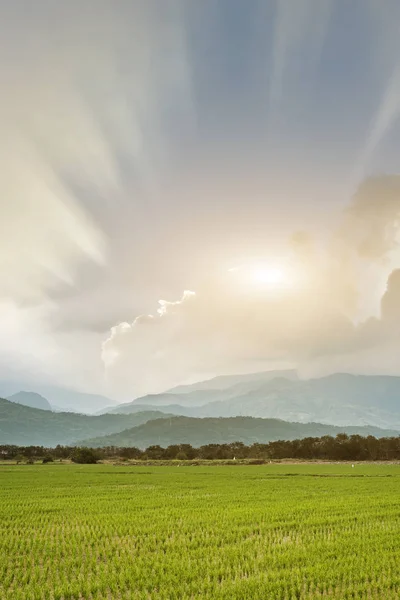 Ländliche Landschaft Mit Grünen Reisfeldern — Stockfoto