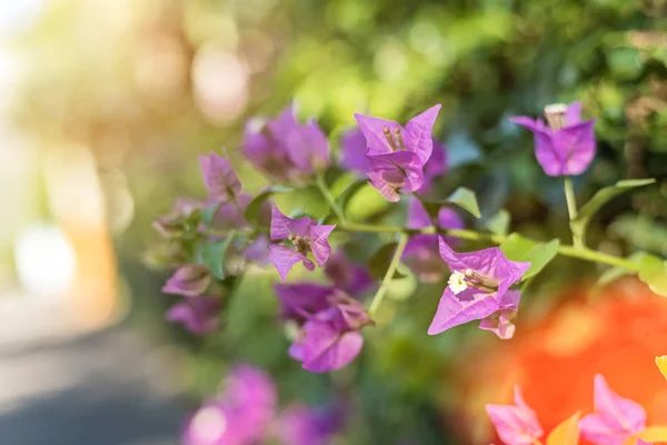 屋外で紫色のブーゲンビリアの花 — ストック写真