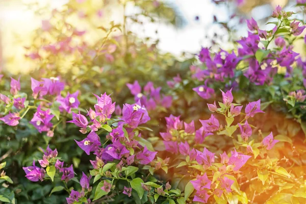 Lila Bougainvillea Blüht Freien — Stockfoto