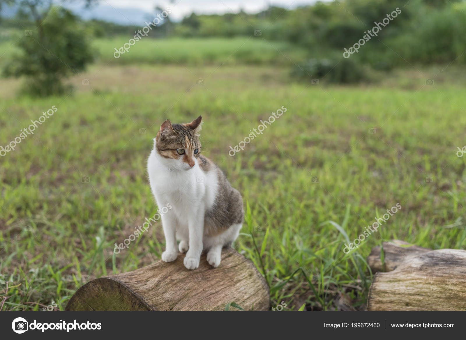 Cat Wood One Kitty Sit Outdoor Stock Photo C Elwynn Cat Wood One Kitty Sit Outdoor Stock Photo C Elwynn