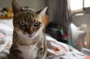 Tekir şişman kedi evde yatakta yatarken