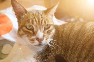 Tekir şişman kedi evde yatakta yatarken