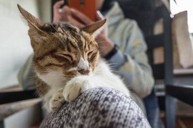 Cep telefonu olan bir kedi, yaşlı bir kedi bir kadının kalçasına oturur..