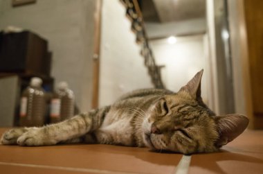 Tembel tekir kedi evde yerde yatıyor.