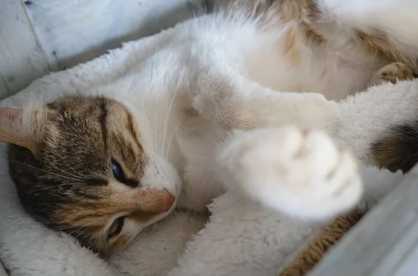 Bonito Pequeno Gato Dormir Pequena Cama — Fotografia de Stock