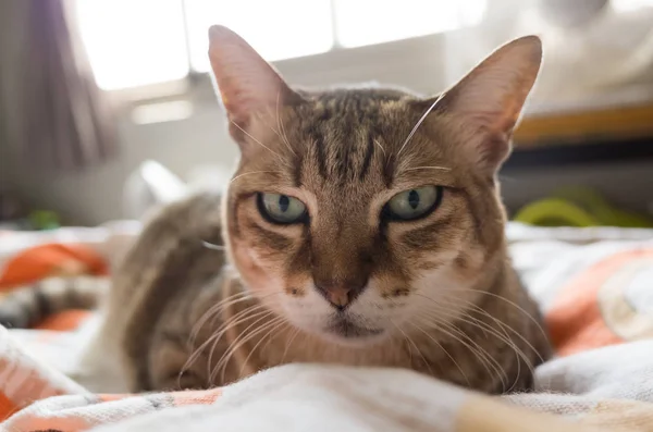 Tabby Gato Gordo Acostado Cama Casa — Foto de Stock