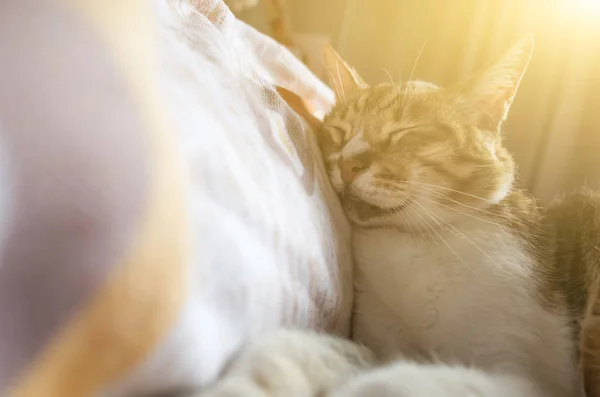 Tabby Gato Gordo Deitado Cama Casa — Fotografia de Stock