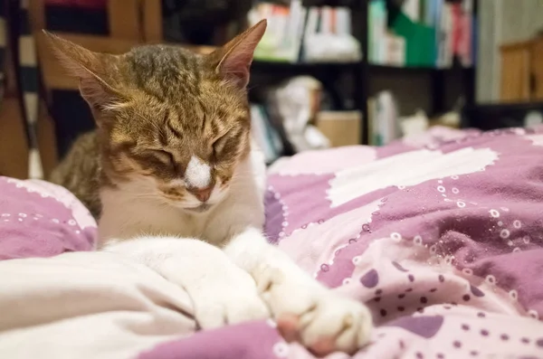 Velho Gato Sentar Fechar Olhos Cama — Fotografia de Stock