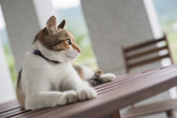 Tek Genç Kedi Bekle Açık Bir Tabloda Oturmak — Stok fotoğraf