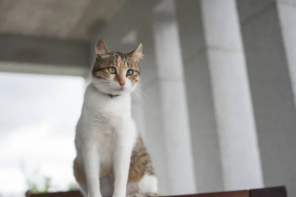 Solo Gato Joven Esperar Sentarse Una Mesa Aire Libre — Foto de Stock