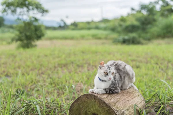Cat Wood One Kitty Sit Outdoor — Stock Photo, Image