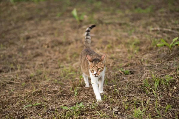 草原に猫 屋外に国内猫 — ストック写真