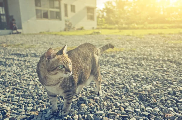 Hauskatze Spaziert Ins Freie — Stockfoto