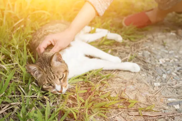 Frau Berührt Katze Freien — Stockfoto