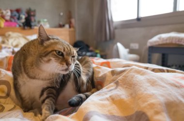 Tekir şişman kedi evde yatakta yatarken