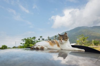 kedi üzerinde açık bir arabada