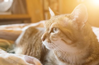 Tekir şişman kedi evde yatakta yatarken