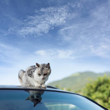 kedi bir çatısı açık arabada oturmak