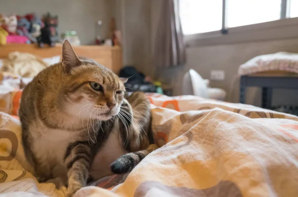 Tekir şişman kedi evde yatakta yatarken