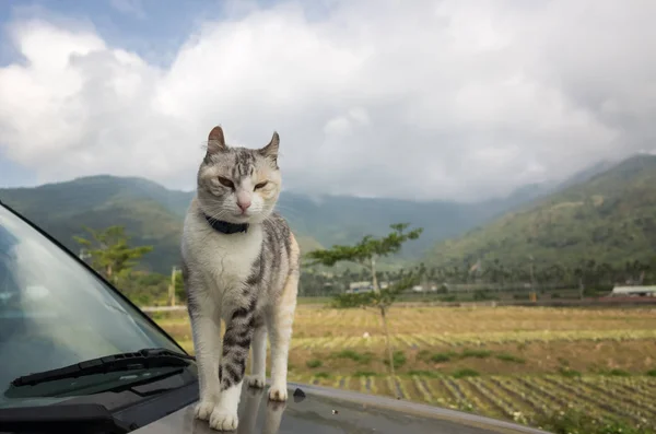 Кіт Машині Відкритому Повітрі — стокове фото