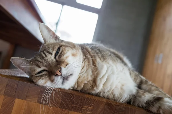 bir iskemle evde tembel tekir kedi uyku