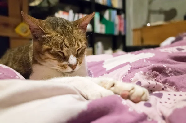 고양이 앉아서 침대에 가까운 — 스톡 사진