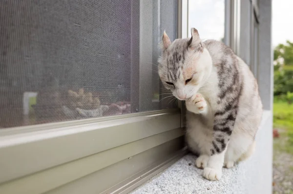 Katzenwaschkopf Fenster — Stockfoto