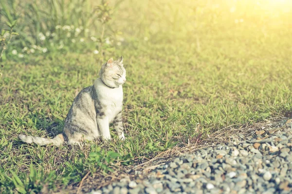 Katze Sitzt Auf Der Wiese Freien — Stockfoto
