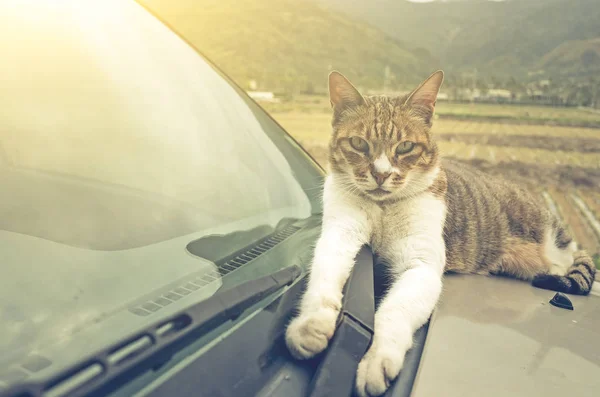 Katze Auf Auto Freien — Stockfoto