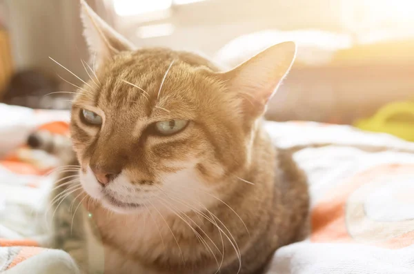 Несчастная Толстая Кошка Тэбби Смотрит — стоковое фото