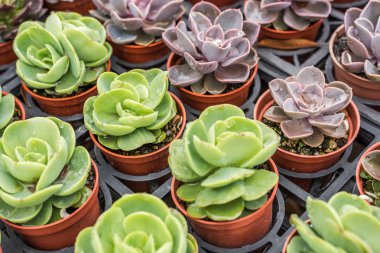 yeşil küçük kaktüs pot koleksiyonu, portre resim