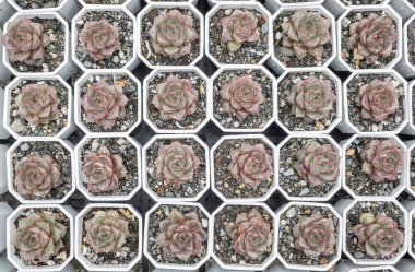 yeşil küçük kaktüs pot koleksiyonu, portre resim