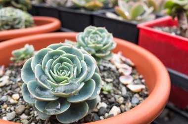 yeşil küçük kaktüs pot koleksiyonu, portre resim