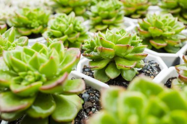 yeşil küçük kaktüs pot koleksiyonu, portre resim