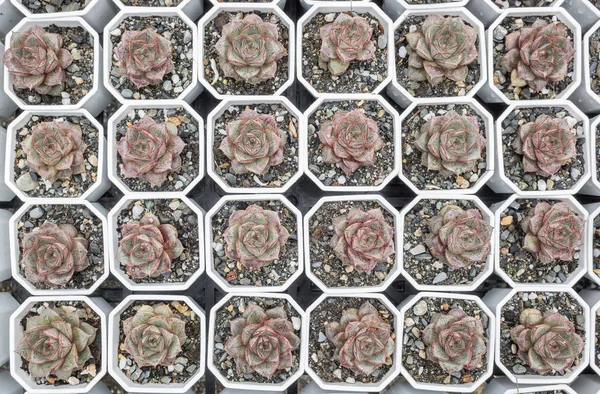 yeşil küçük kaktüs pot koleksiyonu, portre resim