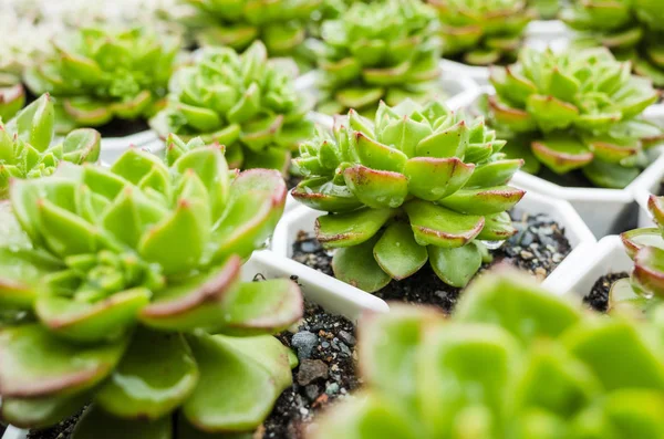 yeşil küçük kaktüs pot koleksiyonu, portre resim