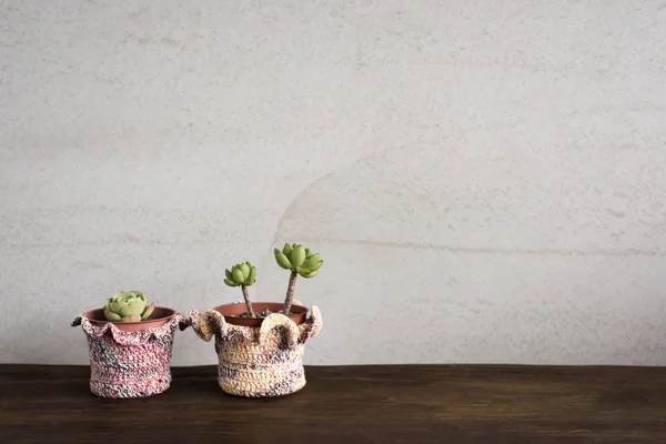 Green Small Cactus Pot Collection Closeup Image — Stock Photo, Image