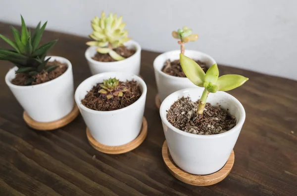 Green Small Cactus Pot Collection Closeup Image — Stock Photo, Image