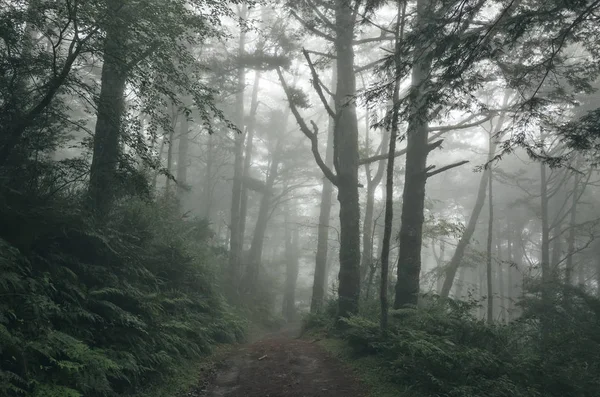 Paisaje Bosque Con Niebla Nadie Camino — Foto de Stock